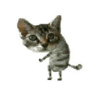 Cat Cat Dance